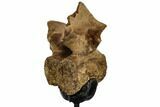 Pachycephalosaur Dorsal Vertebra - South Dakota #113637-2